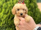 Secereli Red Brown Babadan Toy Poodle Yavrularımız