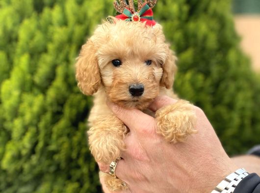 Secereli Red Brown Babadan Toy Poodle Yavrularımız görsel