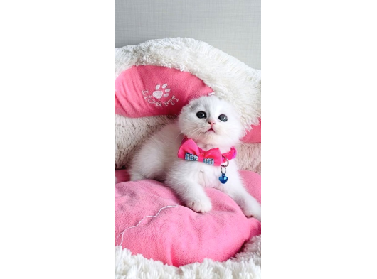 Ayı Suratlı White Scotısh Fold Bebeklerim görsel