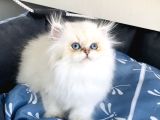 Üst Segment Goldenpoınt British Longhair Bebeklerim