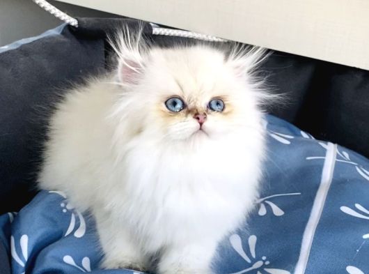 Üst Segment Goldenpoınt British Longhair Bebeklerim görsel