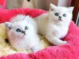 Show Kalite Ns1133 British Shorthair Bebeklerim