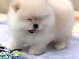 Beautiful Pomeranian Babies Micro Tcup Mini