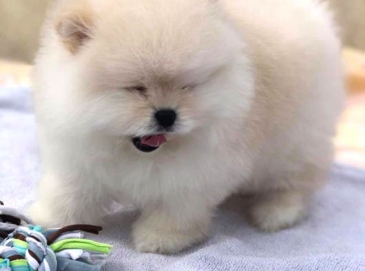 Beautiful Pomeranian Babies Micro Tcup Mini görsel