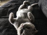 Gri Kehribar Göz Orjinal Scottish Fold