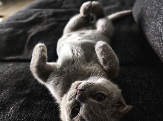 Gri Kehribar Göz Orjinal Scottish Fold