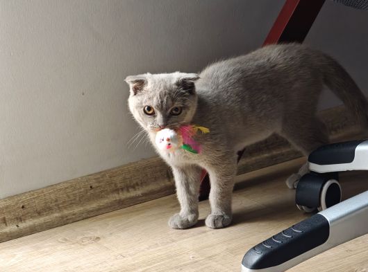 Gri Kehribar Göz Orjinal Scottish Fold görsel