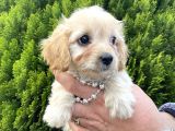 Mini Tüy Dökmez Cavapoo Yavrumuz
