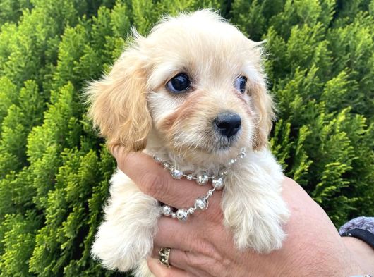 Mini Tüy Dökmez Cavapoo Yavrumuz görsel