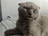 Gri Kehribar Göz Orjinal Scottish Fold