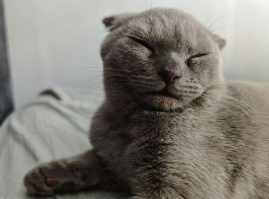 Gri Kehribar Göz Orjinal Scottish Fold görsel