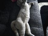 Gri Kehribar Göz Orjinal Scottish Fold