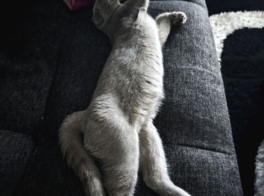 Gri Kehribar Göz Orjinal Scottish Fold görsel