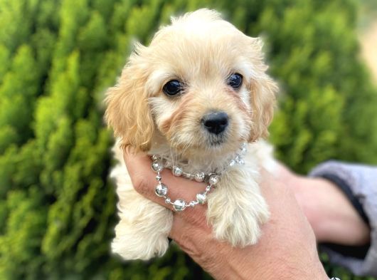 Mini Tüy Dökmez Cavapoo Yavrumuz