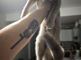 Gri Kehribar Göz Orjinal Scottish Fold