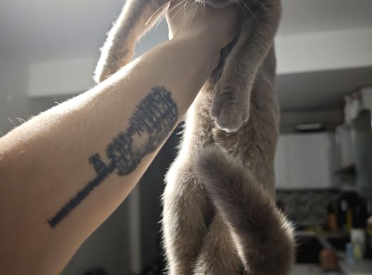 Gri Kehribar Göz Orjinal Scottish Fold görsel