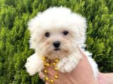 Teacup Ve Standart Maltese Yavrularımız