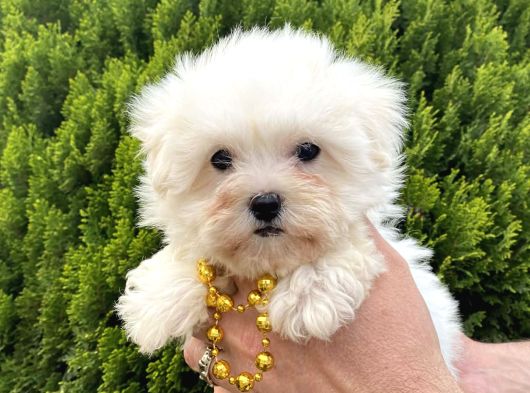 Teacup Ve Standart Maltese Yavrularımız görsel