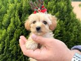 Mükemmel Maltipoo Yavrularımız