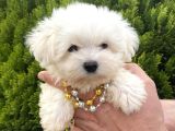 Teacup Ve Standart Maltese Yavrularımız