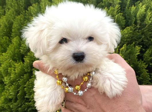 Teacup Ve Standart Maltese Yavrularımız görsel