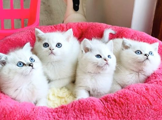Show Kalite Ns1133 British Shorthair Bebeklerim görsel