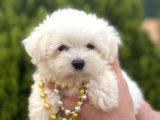 Teacup ve Standart MALTESE Yavrularımız