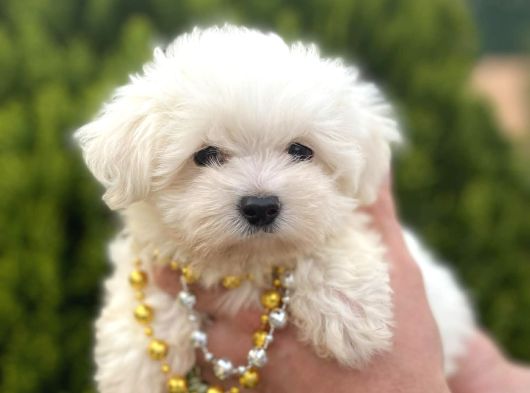Teacup Ve Standart Maltese Yavrularımız