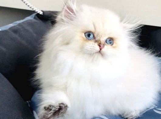 Üst Segment Goldenpoınt British Longhair Bebeklerim görsel