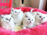 Show Kalite Ns1133 British Shorthair Bebeklerim