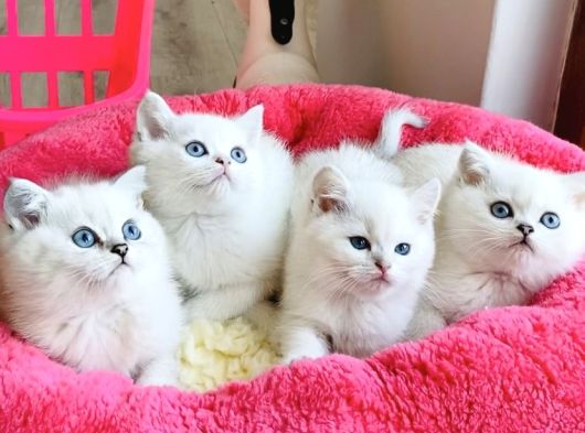 Show Kalite Ns1133 British Shorthair Bebeklerim görsel