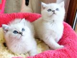 Show Kalite Ns1133 British Shorthair Bebeklerim