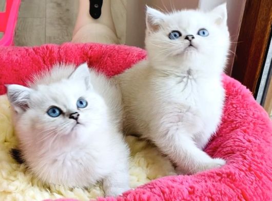 Show Kalite Ns1133 British Shorthair Bebeklerim görsel