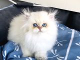 Üst Segment Goldenpoınt British Longhair Bebeklerim