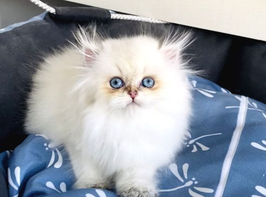 Üst Segment Goldenpoınt British Longhair Bebeklerim görsel