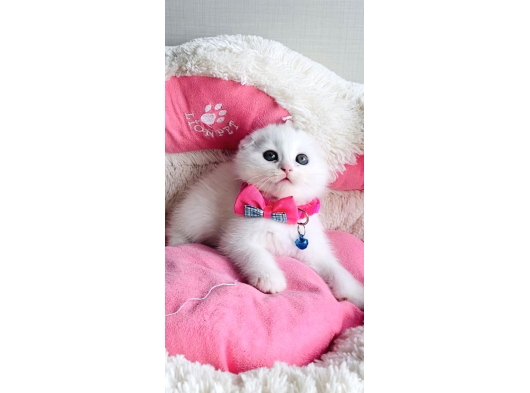 Ayı Suratlı White Scotısh Fold Bebeklerim görsel