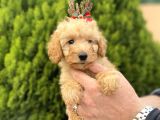 Secereli Red Brown Babadan Toy Poodle Yavrularımız