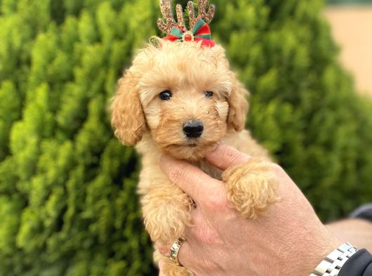 Secereli Red Brown Babadan Toy Poodle Yavrularımız görsel