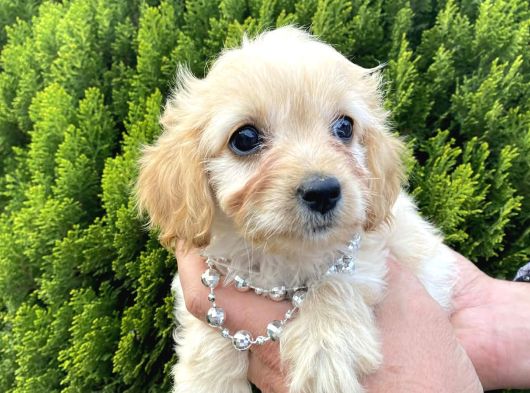 Mini Tüy Dökmez Cavapoo Yavrumuz görsel