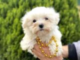 Teacup Ve Standart Maltese Yavrularımız