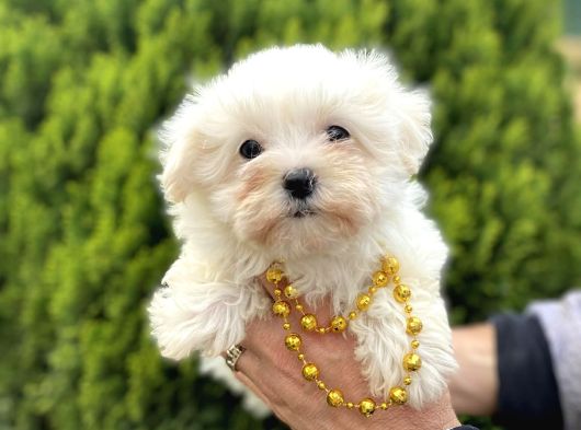 Teacup Ve Standart Maltese Yavrularımız görsel