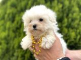 Teacup Ve Standart Maltese Yavrularımız