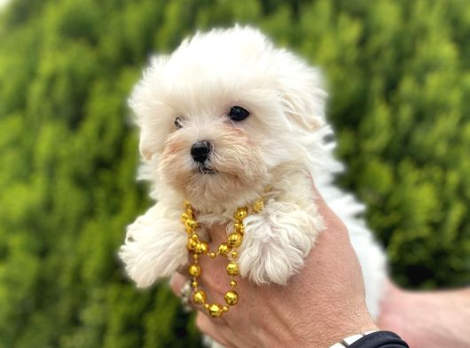 Teacup Ve Standart Maltese Yavrularımız görsel