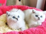 Show Kalite Ns1133 British Shorthair Bebeklerim