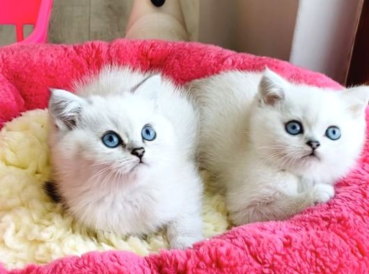 Show Kalite Ns1133 British Shorthair Bebeklerim görsel