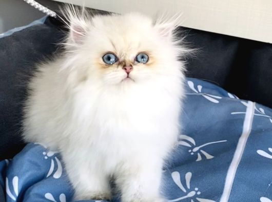 Üst Segment Goldenpoınt British Longhair Bebeklerim görsel