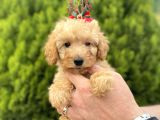 Secereli Red Brown Babadan Toy Poodle Yavrularımız