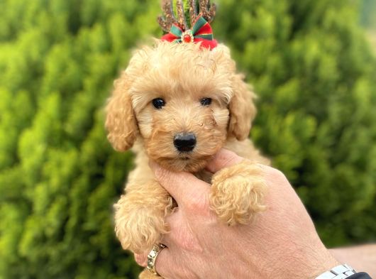 Secereli Red Brown Babadan Toy Poodle Yavrularımız görsel
