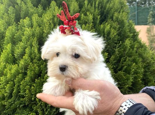Teacup Ve Standart Maltese Yavrularımız görsel