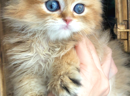 Safkan British Longhair görsel